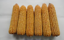 国豪玉13(陕审玉2012031)