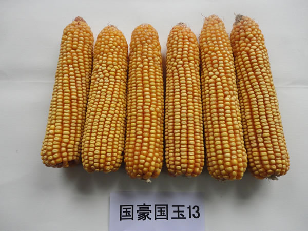 国豪国玉13果穗照片