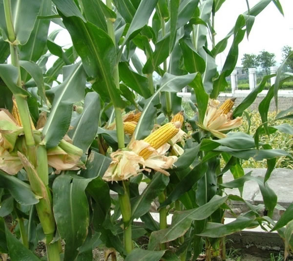 国豪国玉13植株照片