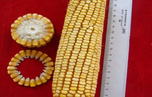 绵单118(川审玉2011 005、陕审玉2014031)