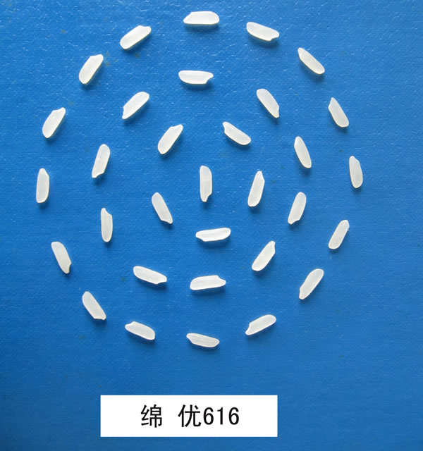 绵优616(米样)
