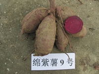 绵紫薯9号