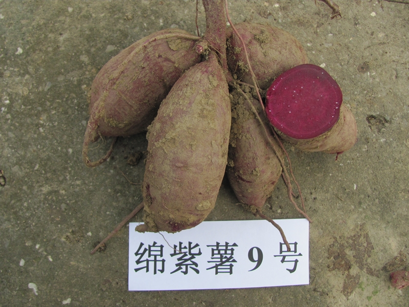 国鉴甘薯品种绵紫薯9号2.JPG