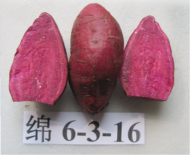 绵渝紫11.png 绵渝紫11.png