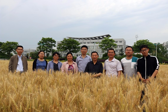 国家现代农业产业技术体系四川创新团队-“小麦锈病抗源的材料创制”岗位