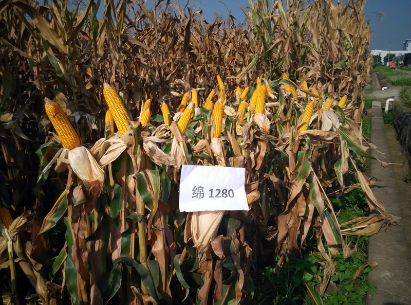绵1280植株照片1.jpg