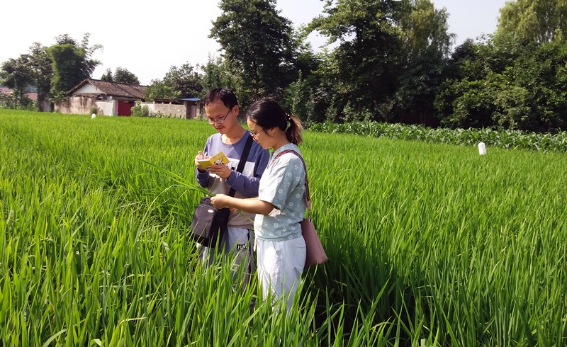 正在田间调查1.jpg 正在田间调查1.jpg