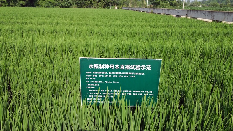 水稻制种母本直播试验1.jpg 水稻制种母本直播试验1.jpg