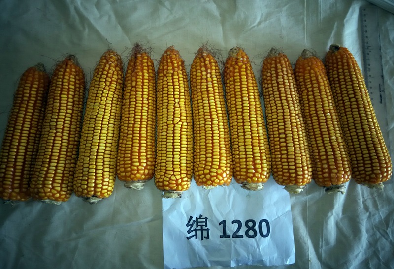 绵128果穗照片1.jpg 绵128果穗照片1.jpg