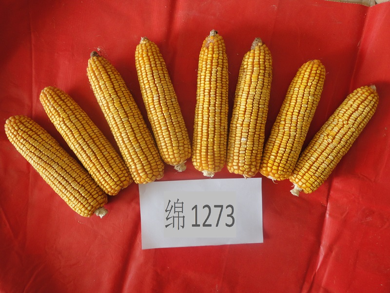 绵1273果穗照片1.jpg 绵1273果穗照片1.jpg