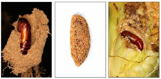 草地贪夜蛾蛹、蛹室和茧 .jpg 草地贪夜蛾蛹、蛹室和茧 .jpg