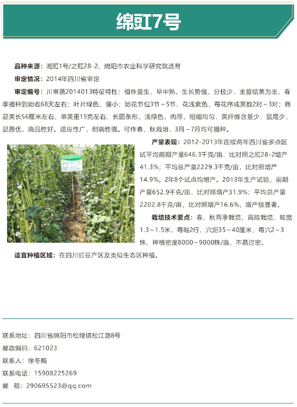 绵豇7号-改.jpg