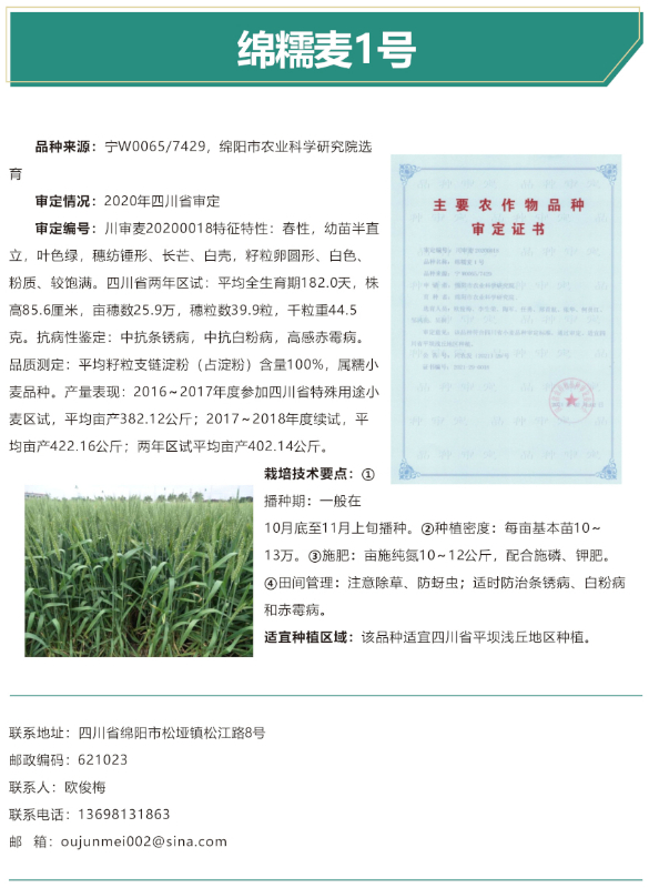 绵糯麦1号-改.jpg