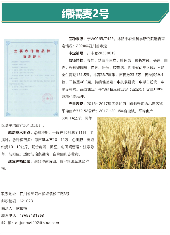 绵糯麦2号-改.jpg