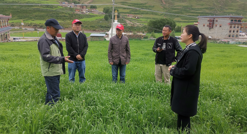 现场指导色达县青稞生产.jpg