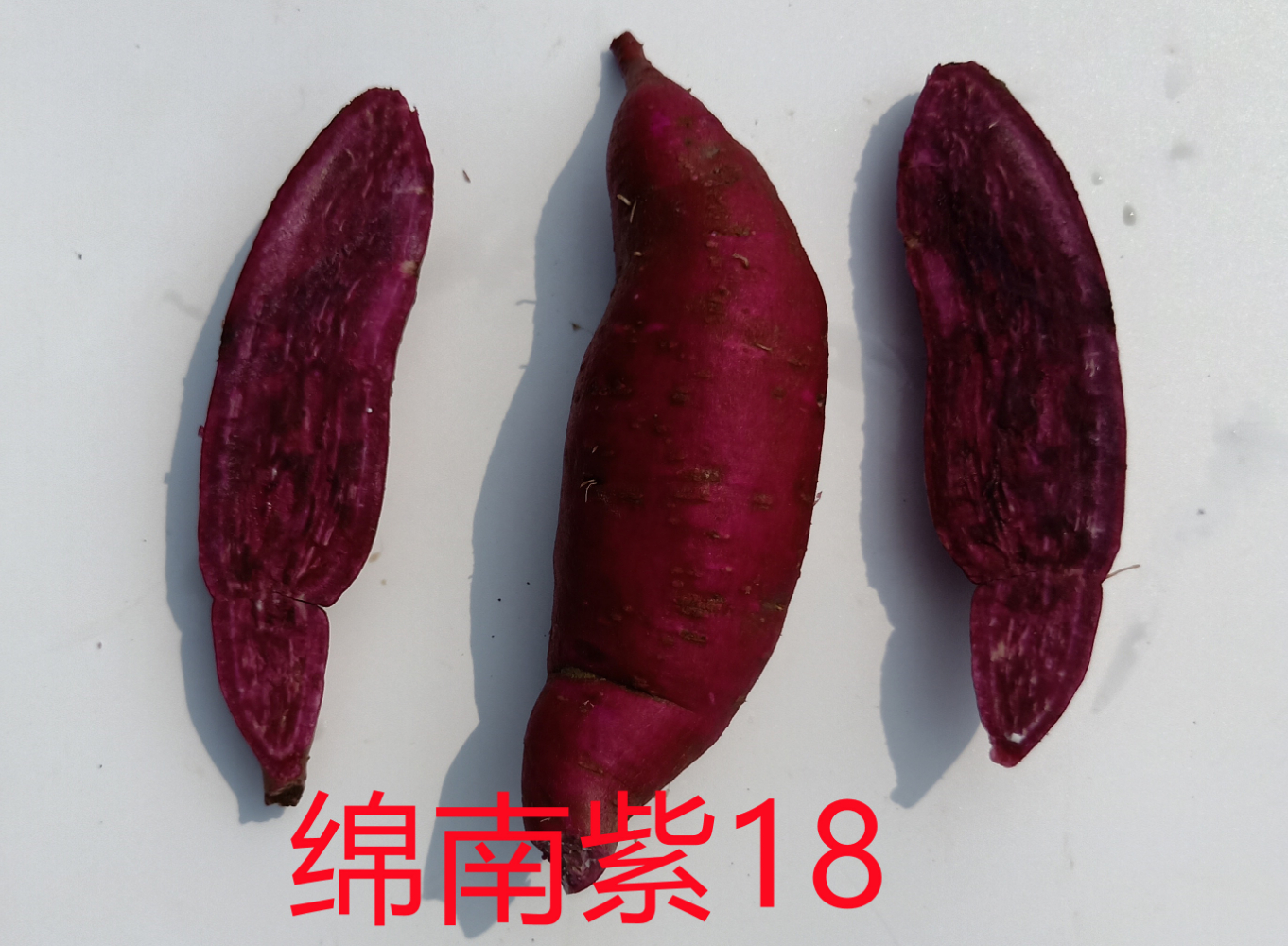 绵南紫18