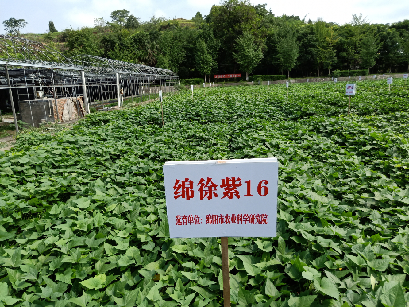绵徐紫16