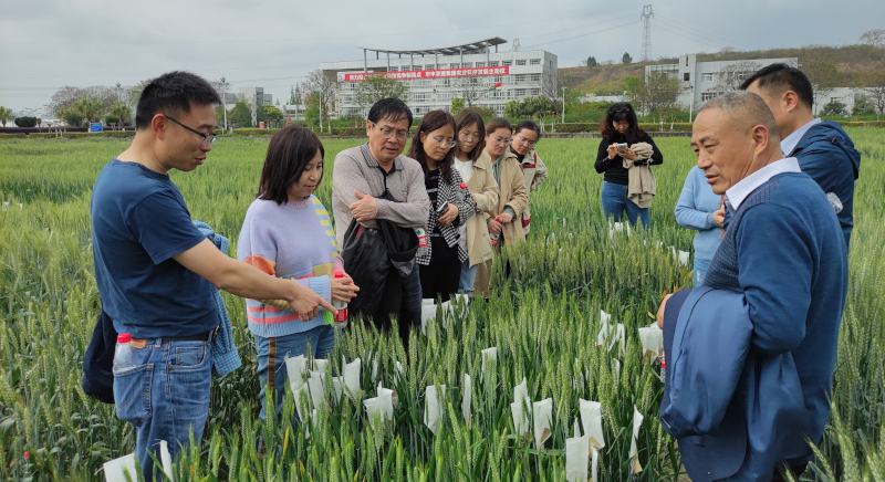 0403国家小麦产业技术体系综合试验站专家来绵开展交流指导.docx1680743246712.jpg 0403国家小麦产业技术体系综合试验站专家来绵开展交流指导.docx1680743246712.jpg