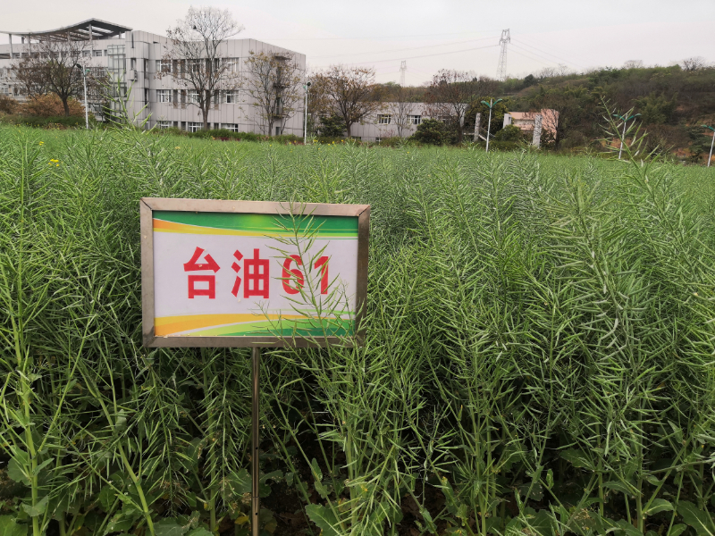台油61.jpg