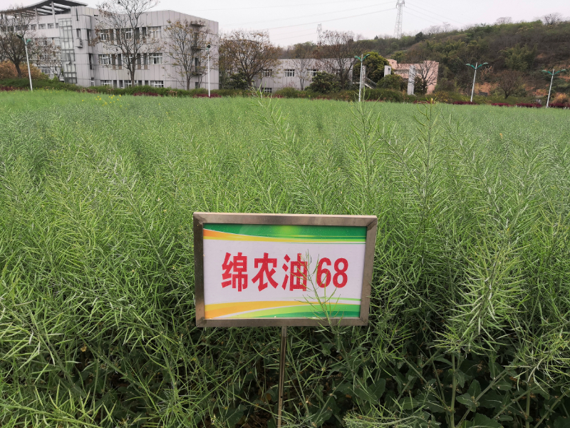 绵农油68.jpg 绵农油68.jpg