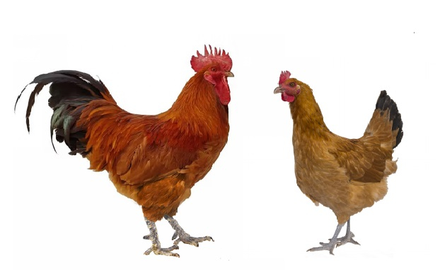 主持申报的“平武红鸡”通过国家畜禽遗传资源鉴定