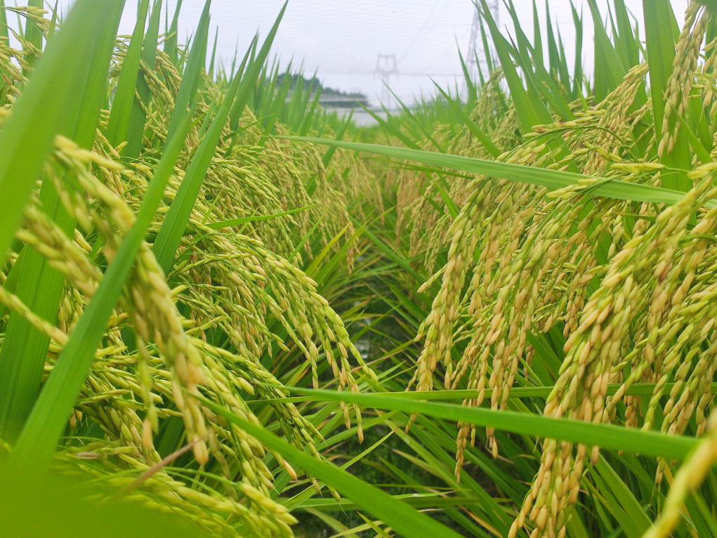 蓉优8329.png 蓉优8329.png