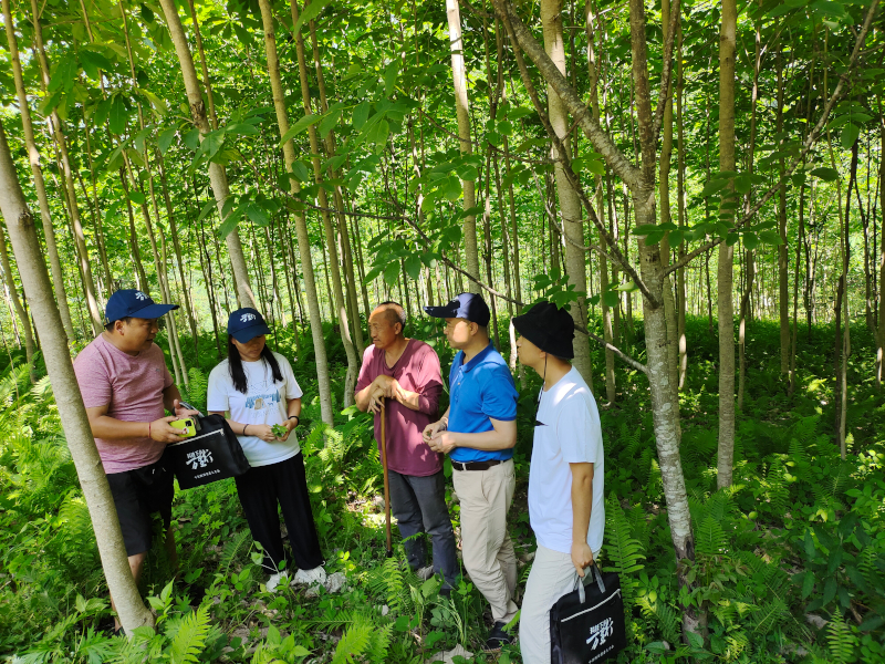 茂县宝顶孙国宋林下绞股蓝.jpg 茂县宝顶孙国宋林下绞股蓝.jpg