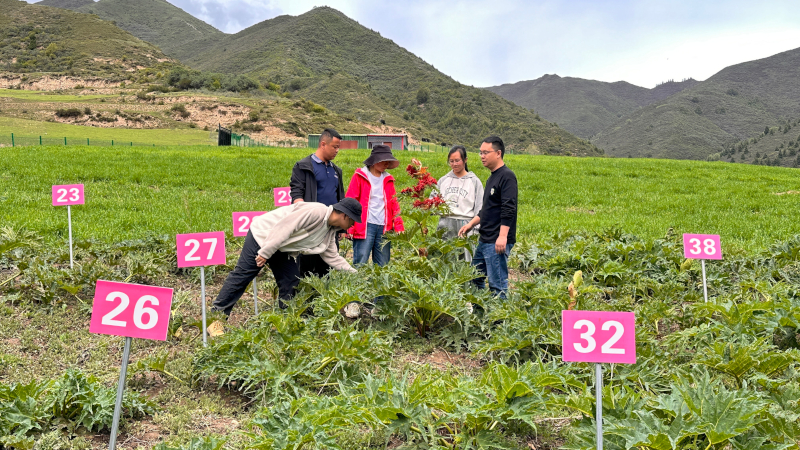 大黄-若尔盖上黄寨母本园-2.jpg 大黄-若尔盖上黄寨母本园-2.jpg