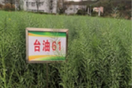 台油61
