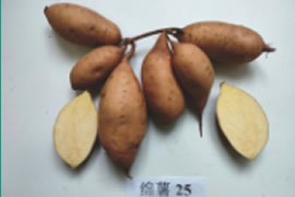 绵薯25