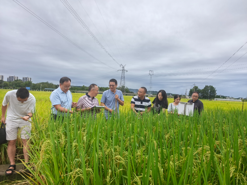水稻研究所新闻稿-1.jpg